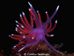 Flabellina pedata
SO BRAVE by Cumhur Gedikoglu 
